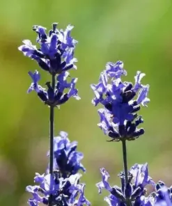 English Lavender Seeds - Heirloom Mosquito Repellent Herb - 1200+ Seeds - Perennial, Full Sun - Image 4