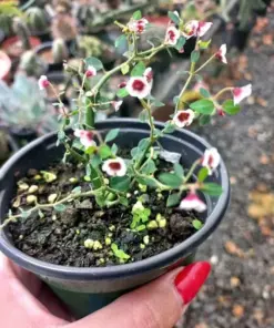 Euphorbia guiengola Seeds - Rare Exotic Succulent - 7 Seeds - Caudex Plant - Image 3