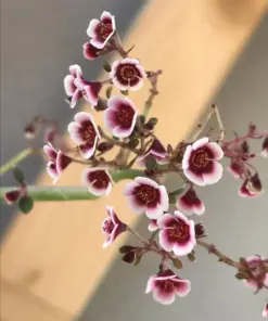 Euphorbia guiengola Seeds - Rare Exotic Succulent - 7 Seeds - Caudex Plant - Image 1