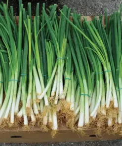 Evergreen Bunching Onion Seeds - Heirloom, Non-GMO - Vegetable Seeds - 25-35 Seeds - Indoor/Outdoor - Image 2