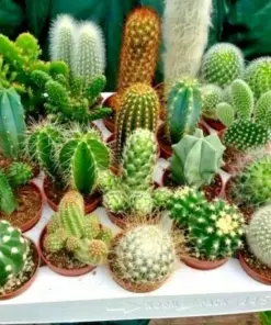 Exotic Cactus & Succulent Seeds Mix - Living Stones Desert Rock - 5-50 Seeds - Indoor/Outdoor - Image 1