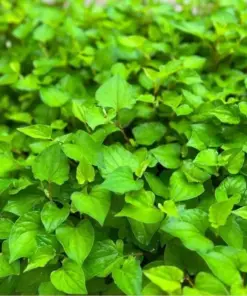 Fish Mint Seeds - Houttuynia Cordata Chameleon Plant - 300+ Seeds - USA Grown - Perennial Herb - Image 2