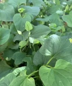 Fish Mint Seeds - Houttuynia Cordata Chameleon Plant - 300+ Seeds - USA Grown - Perennial Herb - Image 3