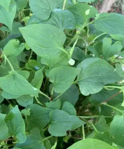 Fish Mint Seeds - Houttuynia Cordata Chameleon Plant - 300+ Seeds - USA Grown - Perennial Herb - Image 4