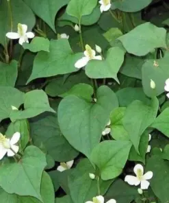 Fish Mint Seeds - Houttuynia Cordata Chameleon Plant - 300+ Seeds - USA Grown - Perennial Herb - Image 1