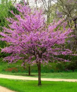 Forest Pansy Redbud Tree Seeds - Red Leaved Eastern Redbud Tree Seeds - 5 Seeds - Outdoor - Image 1