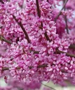 Forest Pansy Redbud Tree Seeds - Red Leaved Eastern Redbud Tree Seeds - 5 Seeds - Outdoor - Image 2