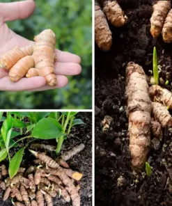 Fresh Turmeric Root Plants - Curcuma longa Live Rhizomes - 16oz for Planting - Image 1
