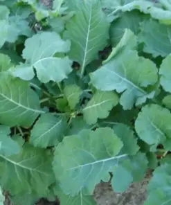 Georgia Southern Collard Seeds - Non-GMO Creole Vegetable Seeds - Variety Sizes - Image 2