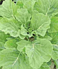 Georgia Southern Collard Seeds - Non-GMO Creole Vegetable Seeds - Variety Sizes - Image 1