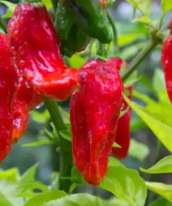 Ghost Pepper Seeds - Bhut Jolokia - Extremely Hot Pepper Seeds - 25+ Seeds - Indoor/Outdoor - Image 2