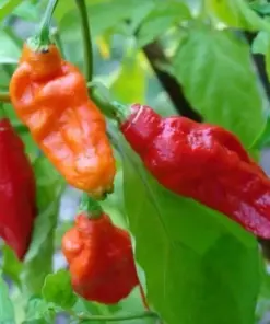 Ghost Pepper Seeds - Bhut Jolokia - Extremely Hot Pepper Seeds - 25+ Seeds - Indoor/Outdoor - Image 1