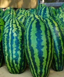 Giant Jubilee Watermelon Seeds - Heirloom & Non-GMO Fruit Garden Seeds - Annual - Fast Growing - Image 3