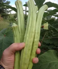 Giant Okra Seeds - Spineless XXL Heirloom Vegetable - NON-GMO - 25+ Seeds - Outdoor - Image 2