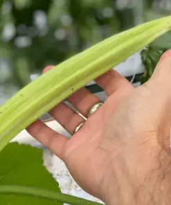 Giant Okra Seeds - Spineless XXL Heirloom Vegetable - NON-GMO - 25+ Seeds - Outdoor - Image 1