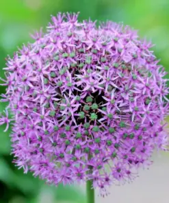 Giant Onion Seeds - Allium giganteum Flower & Edible Herb Plant Seeds - 100 Seeds - Image 2