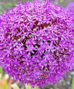 Giant Onion Seeds - Allium giganteum Flower & Edible Herb Plant Seeds - 100 Seeds - Image 1