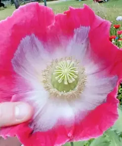 Giant Rattle Poppy Seeds - Papaver Somniferum - 1000 Seeds - Massive Seed Heads, Huge Blooms - Annual Flower Seeds - Image 5