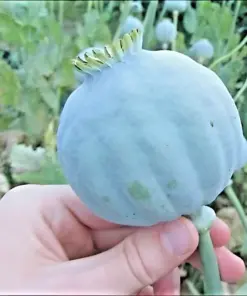 Giant Rattle Poppy Seeds - Papaver Somniferum - 10,000+ Seeds - Annual - Image 1