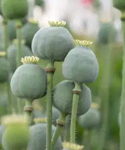 Giant Rattle Poppy Seeds - Papaver Somniferum - 10,000+ Seeds - Annual - Image 2