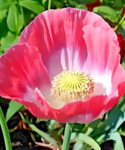 Giant Rattle Poppy Seeds - Papaver Somniferum - 2000+ Seeds - Massive Seed Heads & Huge Blooms - Annual Flower Seeds - Image 3