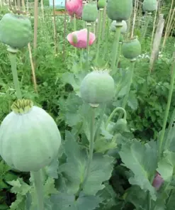 Giant Rattle Poppy Seeds - Papaver Somniferum - 500+ Count - Massive Seed Heads & Huge Blooms - Easy Grow Flower Seeds - Image 4