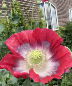 Giant Rattle Poppy Seeds - Papaver Somniferum - Massive Seed Heads & Huge Blooms - 8000+ Seeds - Indoor/Outdoor - Image 6