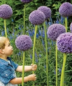 Gladiator Allium Bulbs - Giant Ornamental Flower Onion - Fast Growing - Outdoor - Image 2