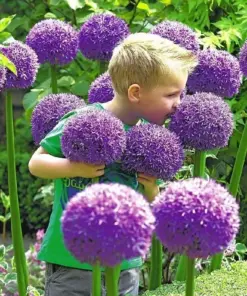 Gladiator Allium Bulbs - Giant Ornamental Flower Onion - Fast Growing - Outdoor - Image 1