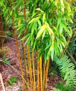 Golden Bamboo Seeds (Phyllostachys Aurea) - 60+ Seeds - Grow Your Own Golden Bamboo - Image 2