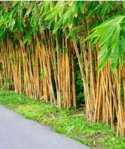 Golden Bamboo Seeds (Phyllostachys Aurea) - 60+ Seeds - Grow Your Own Golden Bamboo - Image 1