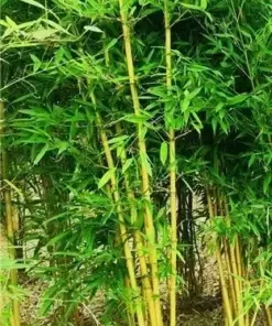 Golden Bamboo Seeds - Yellow Crookstem Bamboo Seeds - 7 Seeds - Cold Hardy - Indoor/Outdoor - Image 2