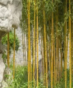 Golden Bamboo Seeds - Yellow Crookstem Bamboo Seeds - 7 Seeds - Cold Hardy - Indoor/Outdoor - Image 1