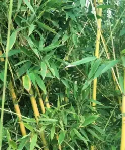 Golden Bamboo Seeds - Yellow Crookstem Bamboo Seeds - 7 Seeds - Cold Hardy - Indoor/Outdoor - Image 3