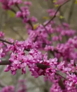 Golden Redbud Seeds - Pink Flower Crookstem Perennial Tree Seeds - 50+ Seeds - Indoor/Outdoor - Image 2