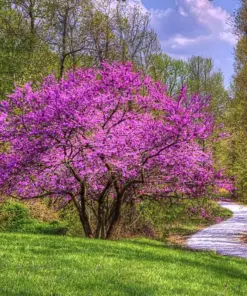 Golden Redbud Seeds - Pink Flower Crookstem Perennial Tree Seeds - 50+ Seeds - Indoor/Outdoor - Image 3