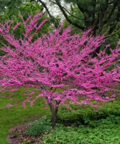 Golden Redbud Seeds - Pink Flower Crookstem Perennial Tree Seeds - 50+ Seeds - Indoor/Outdoor - Image 4
