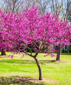 Golden Redbud Seeds - Pink Flower Crookstem Perennial Tree Seeds - 50+ Seeds - Indoor/Outdoor - Image 1