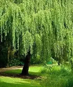 Golden Weeping Willow Tree Seeds - Salix babylonica - 5 Seeds - Ready to Plant Outdoor - Image 2