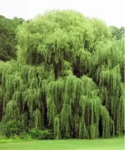 Golden Weeping Willow Tree Seeds - Salix babylonica - 5 Seeds - Ready to Plant Outdoor - Image 1