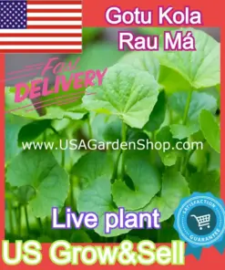 Gotu Kola Live Plant - Centella Asiatica Pennywort - 3x Plants - Indoor/Outdoor - Image 2
