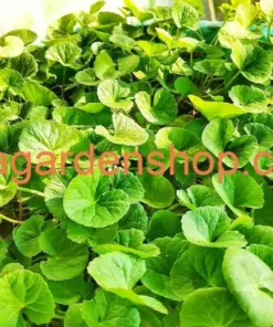 Gotu Kola Live Plant - Centella Asiatica Pennywort - 3x Plants - Indoor/Outdoor - Image 3