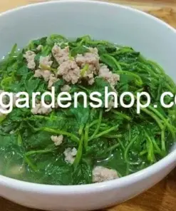 Gotu Kola Live Plant - Centella Asiatica Pennywort - 3x Plants - Indoor/Outdoor - Image 4