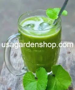 Gotu Kola Live Plant - Centella Asiatica Pennywort - 3x Plants - Indoor/Outdoor - Image 5