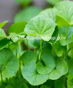 Gotu Kola Live Plant - Centella Asiatica Pennywort - 3x Plants - Indoor/Outdoor - Image 6