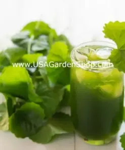 Gotu Kola Pennywort Plants - Centella Asiatica Live Herb Plants - 3 Pack - Organic & Fast Growing - Image 10