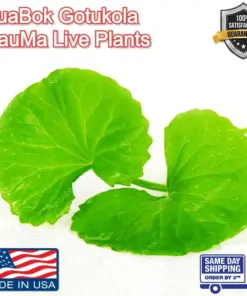 Gotu Kola Pennywort Plants - Centella Asiatica Live Herb Plants - 3 Pack - Organic & Fast Growing - Image 11
