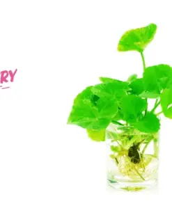 Gotu Kola Pennywort Plants - Centella Asiatica Live Herb Plants - 3 Pack - Organic & Fast Growing - Image 3