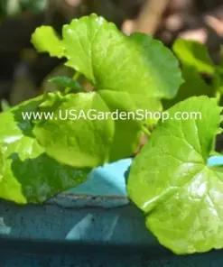Gotu Kola Pennywort Plants - Centella Asiatica Live Herb Plants - 3 Pack - Organic & Fast Growing - Image 6