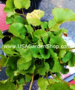 Gotu Kola Pennywort Plants - Centella Asiatica Live Herb Plants - 3 Pack - Organic & Fast Growing - Image 8